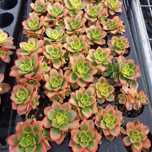 Load image into Gallery viewer, Assorted Succulents