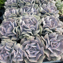 Load image into Gallery viewer, Assorted Succulents