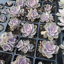 Load image into Gallery viewer, Assorted Succulents