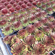 Load image into Gallery viewer, Assorted Succulents